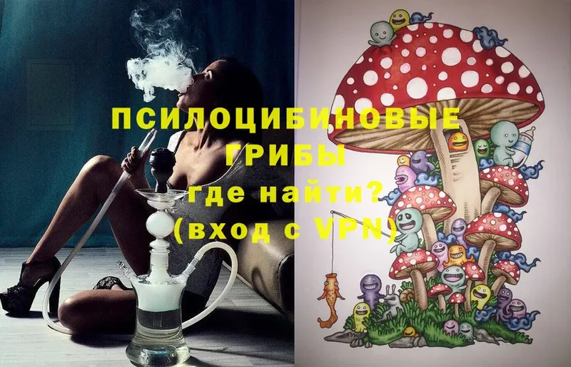 Псилоцибиновые грибы Cubensis  Гаврилов-Ям 